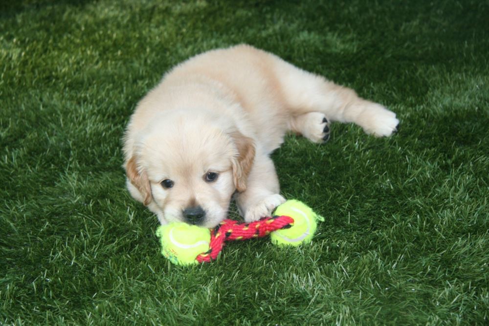 puppy with chew toy on artificial turf