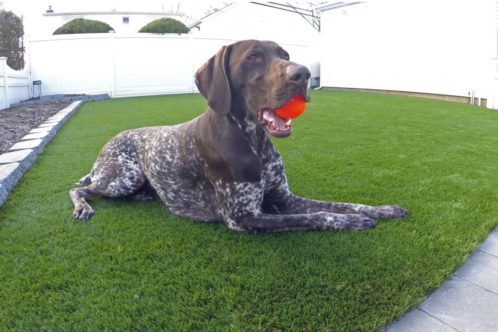 dog with a ball laying on artificial grass