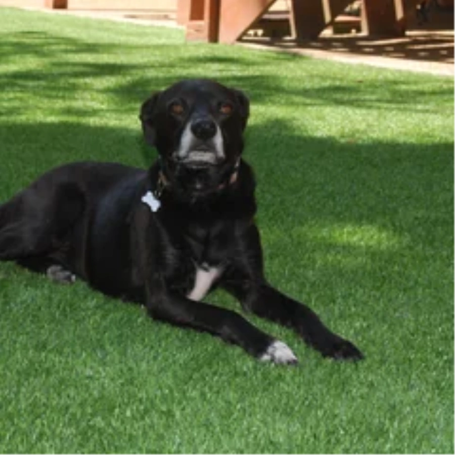 Black dog resting on a pet-friendly Atlanta artificial turf backyard lawn