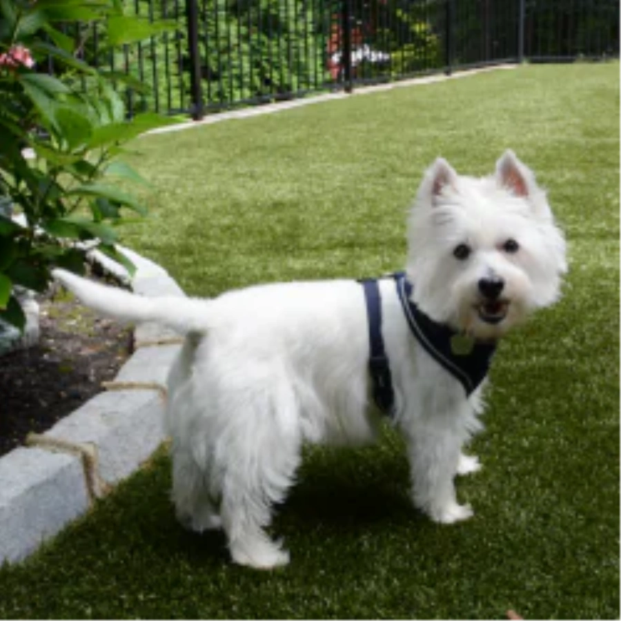 Pet Turf for Apartment Complexes and Dog Parks in Atlanta