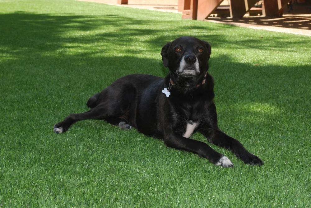 Black dog resting on a pet-friendly Atlanta artificial turf backyard lawn